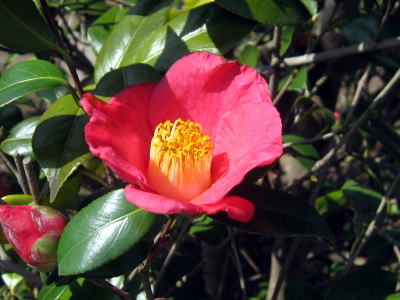 繊細な樹形と優しい枝葉 山採り ヤブツバキ 689 樹高1.6m位 薮椿